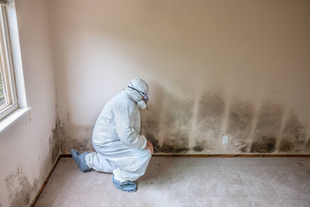 Certified Mold Removal in Lakeside, FL